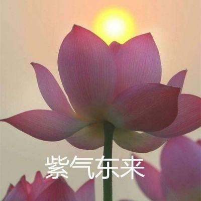 保卫帝王百度版下载